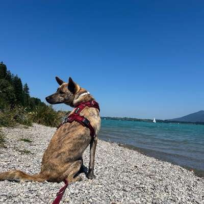 Hundetreffen-Spazieren oder Spiel-Bild