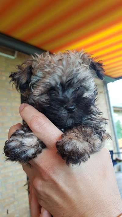 Welpen Bilder !-Beitrag-Bild