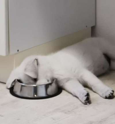 Zeigt euren Hund wo er was lustiges macht als Welpe-Beitrag-Bild