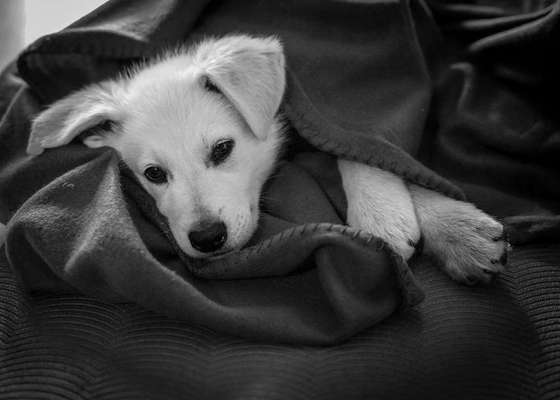 Foto-Challenge 76: Foto in Schwarz-Weiss-Beitrag-Bild