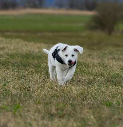 Welpen Bilder !-Beitrag-Bild