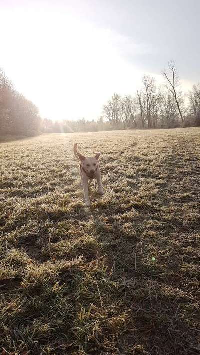 Fotochallenge 66 ~ Rennaction -Zeig deinen Hund im Lauf-Beitrag-Bild