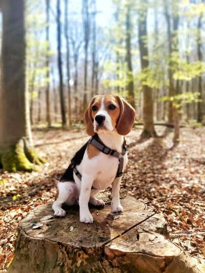 Hundetreffen-Beagle Spielpartner-Bild