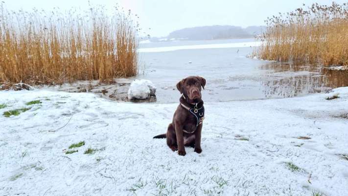 Die Dogorama Kalender Challenge Teil 2/4-Beitrag-Bild