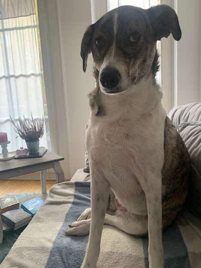 TierschutzhundeStammtisch🐕-Beitrag-Bild