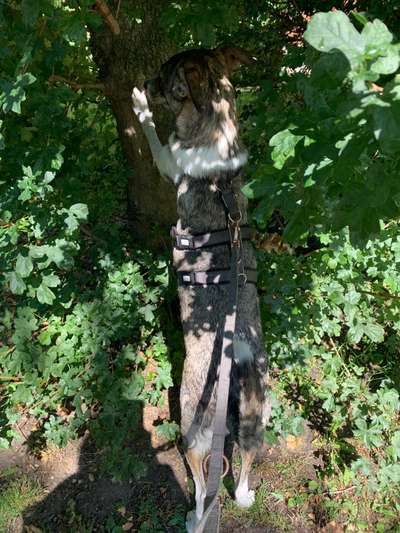 Die Dogorama Wochen Challenge-Beitrag-Bild