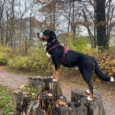 Hundetreffen-Dörnbergpark Mittagspause Gassitreffen-Bild