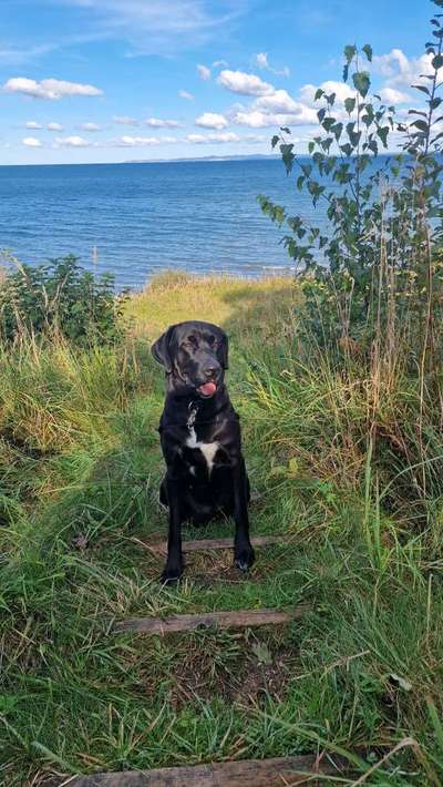 Wo sind denn hier die Broholmer?-Beitrag-Bild