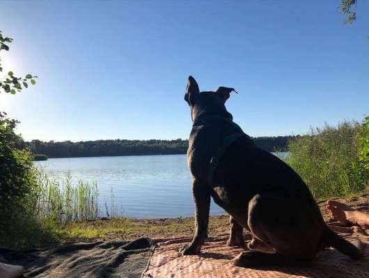 Dein Hund im Dogorama-Kalender 2021-Beitrag-Bild