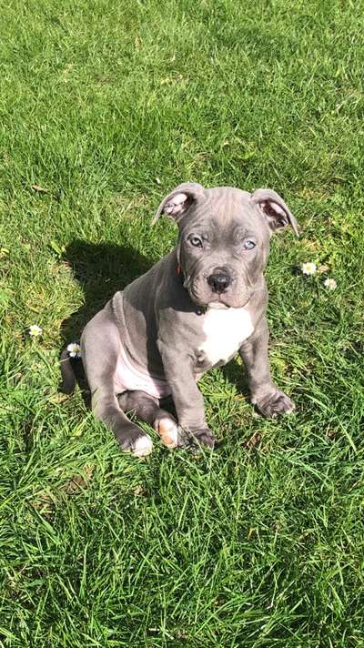 Welpen Bilder !-Beitrag-Bild