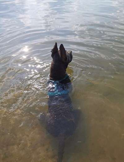 Dein Hund im Dogorama-Kalender 2021-Beitrag-Bild