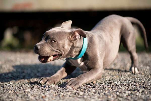 Dein Hund im Dogorama-Kalender 2021-Beitrag-Bild