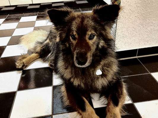 Der Hund als Cartoon-Beitrag-Bild