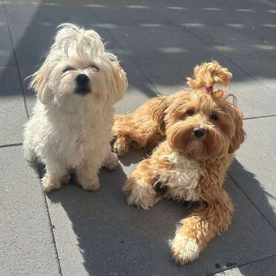 Hundetreffen-Gassirunde/Spieltreffen in Lehrte-Bild