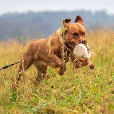 Hundetreffen-Hundebegegnungen