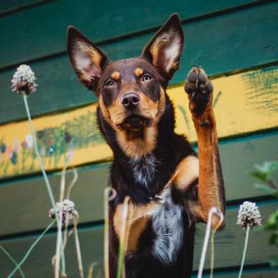 Hundetreffen-Suche neue Hundefreunde für Gassirunden etc.-Bild