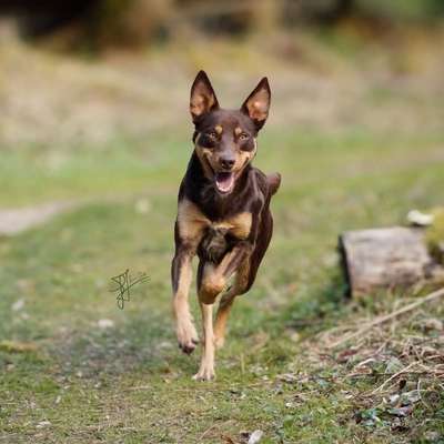 Hundetreffen-Suche neue Hundefreunde für Gassirunden etc.-Bild