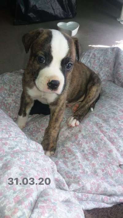 Welpen Bilder !-Beitrag-Bild