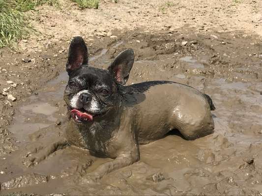 Dogorama-Monats-Challenge-Mai "Wasser"-Beitrag-Bild