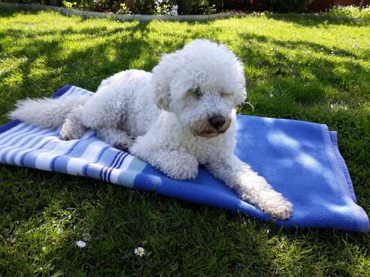 Die Dogorama Monats Challenge "Es grünt und blüht"-Beitrag-Bild