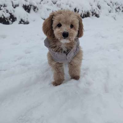 Maltipoo Freunde-Beitrag-Bild