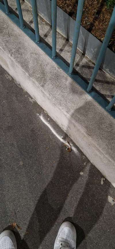 Giftköder-Weißes Pulver auf Döblinger Hauptstraße!-Bild