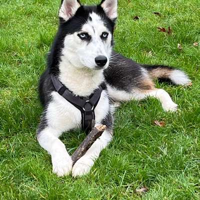 Hundetreffen-Pfotenfreunde🐾🐾-Bild