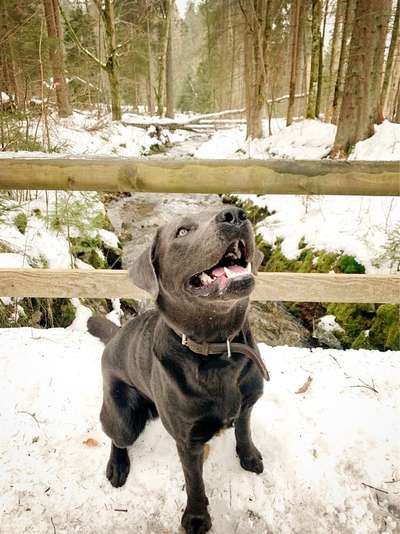 Foto Challenge Nr.: 114
Hunde im Schnee-Beitrag-Bild