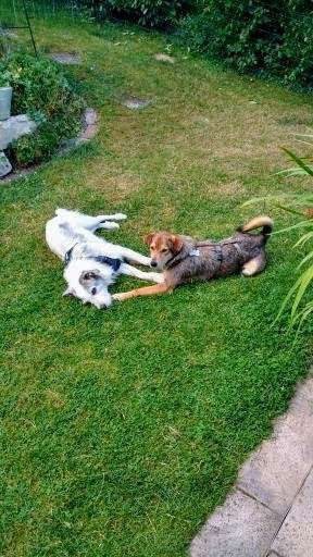 TierschutzhundeStammtisch🐕-Beitrag-Bild