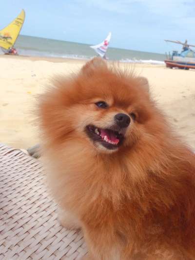 Dogorama-Monats-Challenge-Mai "Wasser"-Beitrag-Bild