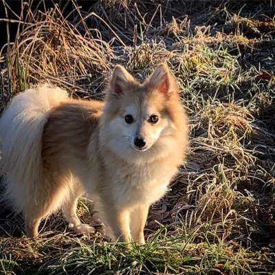 Spitz--Zwergspitz--kleinspitz---mittelspitz----Großspitz--Wolfsspitz-Beitrag-Bild