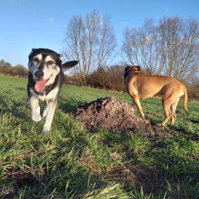 Hundetreffen-Einladung zum Treffen-Bild