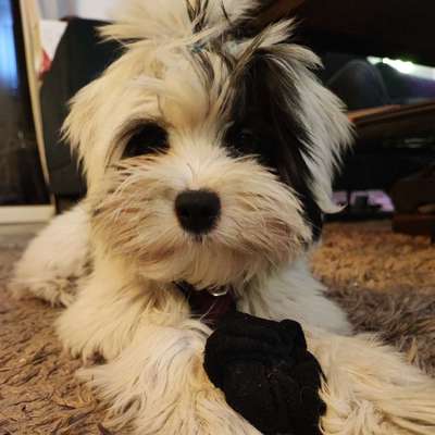 Hundetreffen-Welpen treffen-Bild