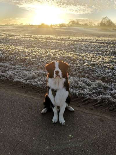 Hundetreffen-Barry sucht neue Kumpel-Bild