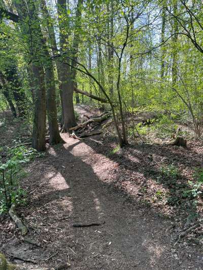 Hundeauslaufgebiet-Zauberwald-Bild