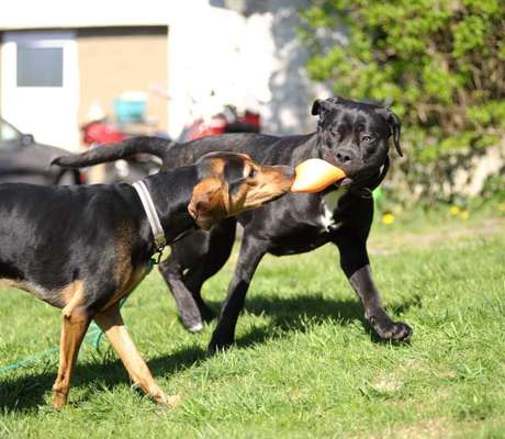 Griechische Bracke-Beitrag-Bild