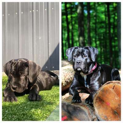 Vom Welpen zum Hund-Beitrag-Bild