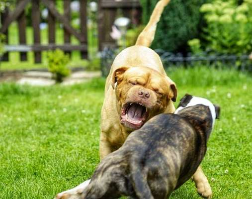 Fotowettbewerb : Hundekommunikation-Beitrag-Bild