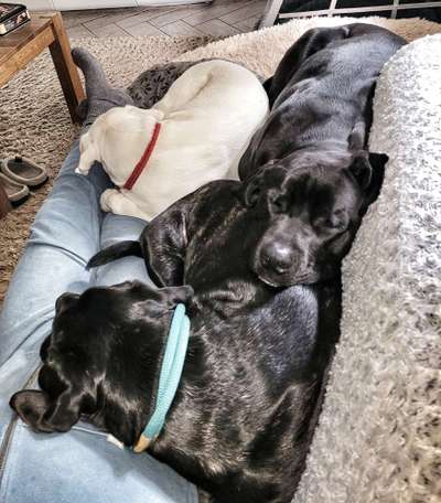 Wie viele Hunde ist für euch genug?-Beitrag-Bild