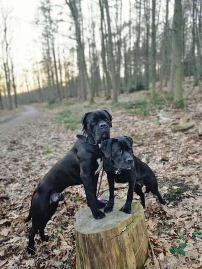 Lieblingsrasse und was man hat.-Beitrag-Bild