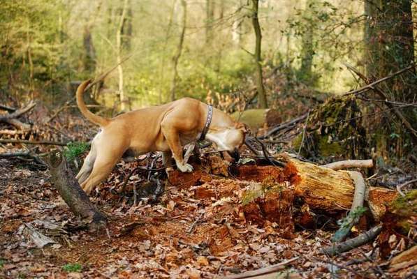 Dogorama Photo Challenge- Der Nase nach-Beitrag-Bild