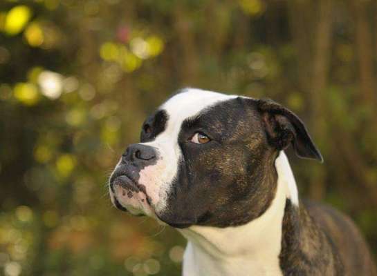 Unsere Fellnasen im Regenbogenland-Beitrag-Bild