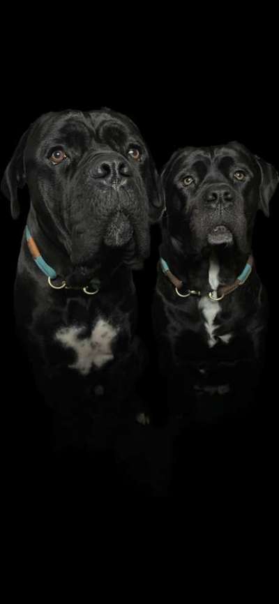 Rassensuche Cane Corso Italiano-Beitrag-Bild