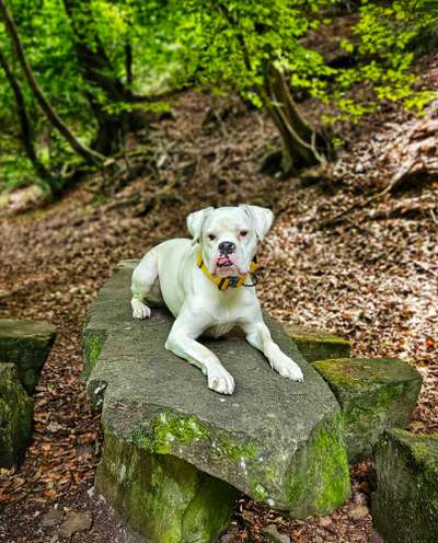 Nicht ganz alltägliche Hundenamen.
Wie kreativ wart ihr?-Beitrag-Bild