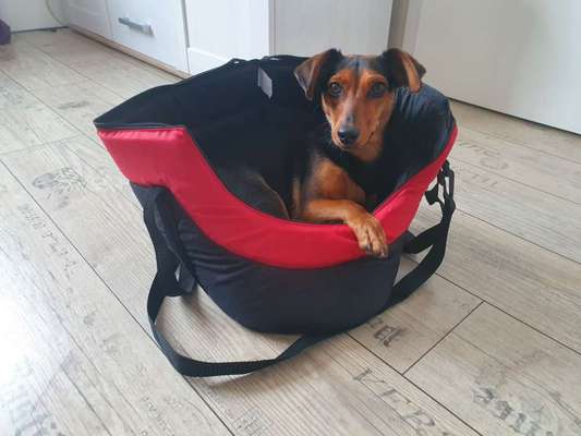 Liebhaber des Deutschen Pinscher gesucht.-Beitrag-Bild