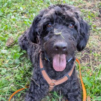 Hundetreffen-Social Walk-Bild