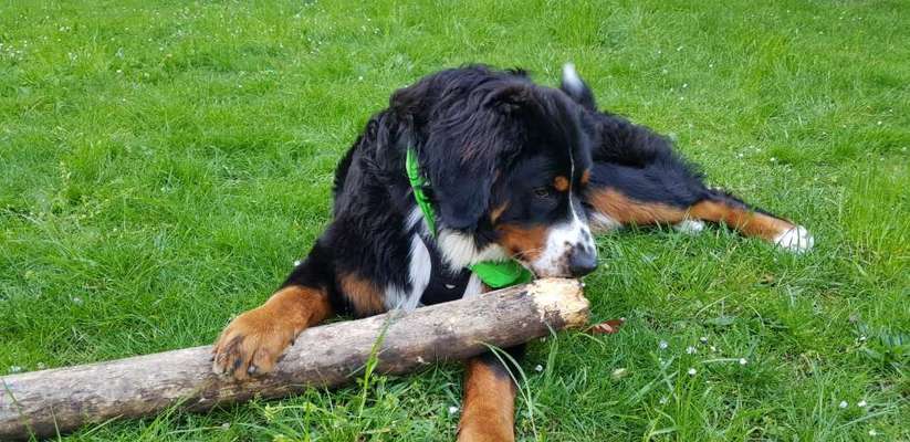 Welche Hunderasse-Beitrag-Bild