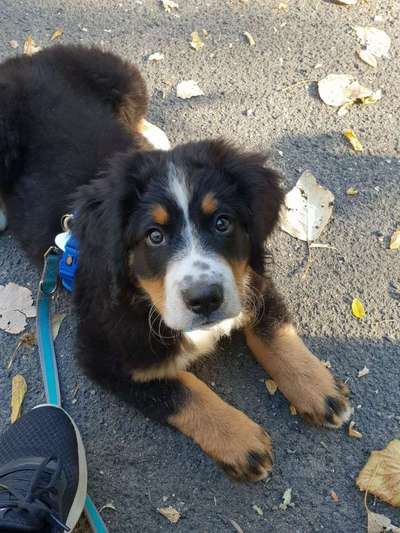 Welpen Bilder !-Beitrag-Bild