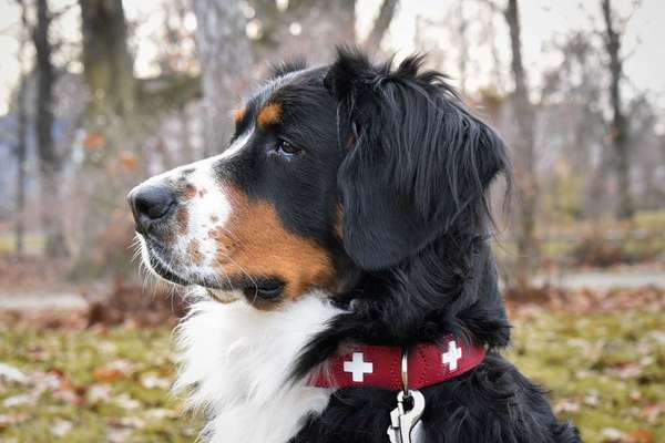 Rassenspezifische Farbbezeichnungen.... was ist euer Hund ? -)-Beitrag-Bild