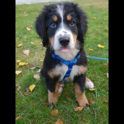 Wie groß waren eure welpen ?-Beitrag-Bild